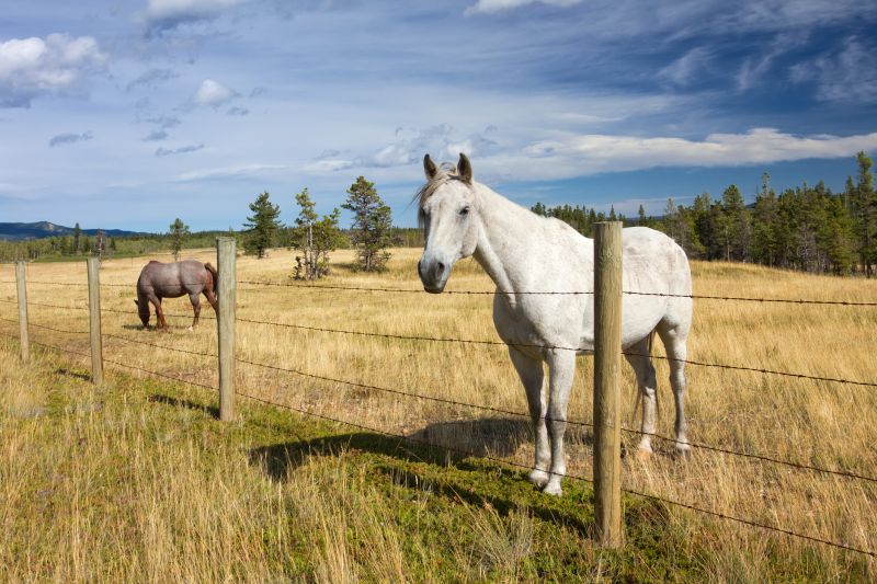 Farm Fencing Installation